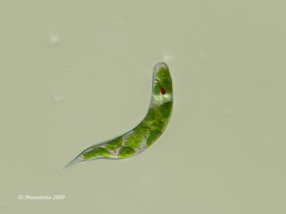 Euglena...effetto DIC!
